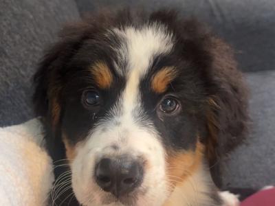 Beautiful Bernese Mountain Dog puppies in Carlow 🐶 🐶