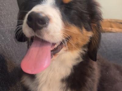 Beautiful Bernese Mountain Dog puppies in Carlow 🐶 🐶