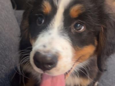 Beautiful Bernese Mountain Dog puppies in Carlow 🐶 🐶