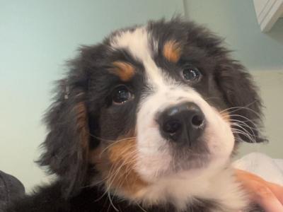 Beautiful Bernese Mountain Dog puppies in Carlow 🐶 🐶