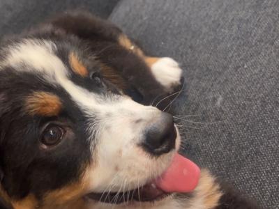 Beautiful Bernese Mountain Dog puppies in Carlow 🐶 🐶