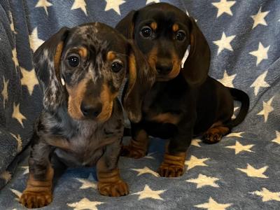 Miniature Dachshund puppies in Cavan  💫