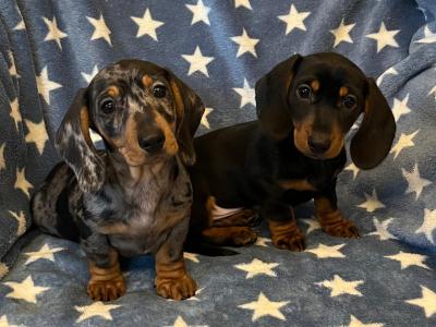 Miniature Dachshund puppies in Cavan  💫
