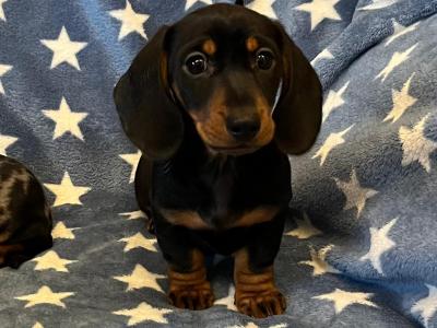 Miniature Dachshund puppies in Cavan  💫