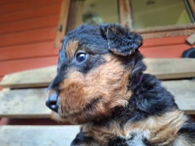 IKC Registered(pending) Airedale Terrier puppies in Cork