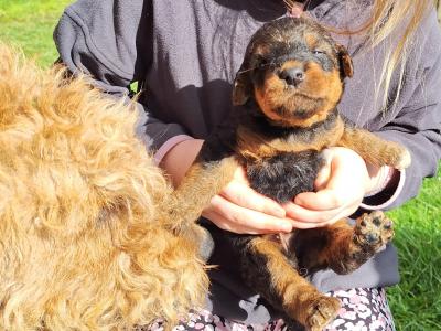 IKC Registered(pending) Airedale Terrier puppies in Cork