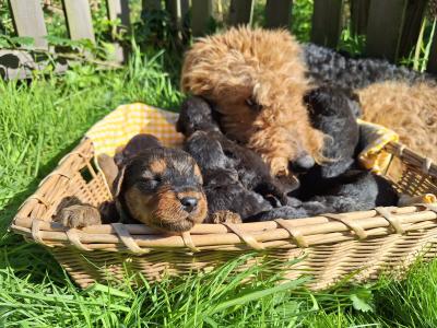 IKC Registered(pending) Airedale Terrier puppies in Cork