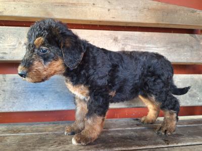 IKC Registered(pending) Airedale Terrier puppies in Cork