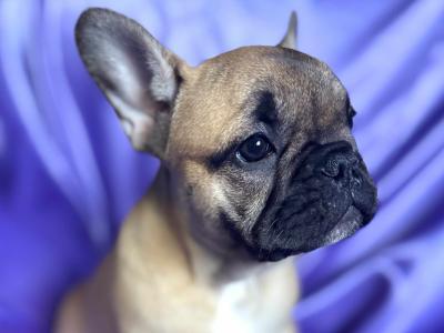 Top Quality IKC Registered French Bulldog puppies in Mayo