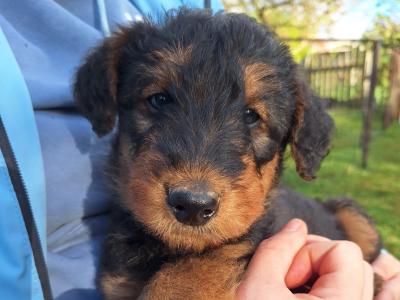 IKC Registered(pending) Airedale Terrier puppies in Cork