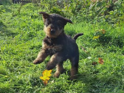 IKC Registered(pending) Airedale Terrier puppies in Cork