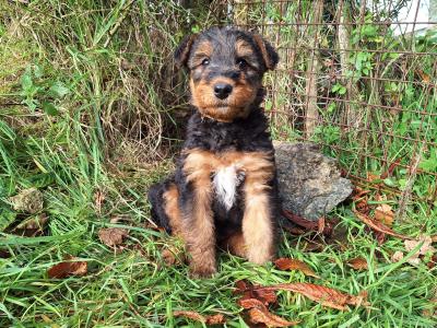 IKC Registered(pending) Airedale Terrier puppies in Cork