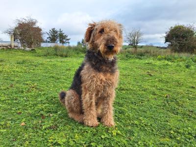 IKC Registered(pending) Airedale Terrier puppies in Cork
