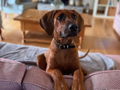 7 month old Rhodesian Ridgeback puppies in Wexford €1000