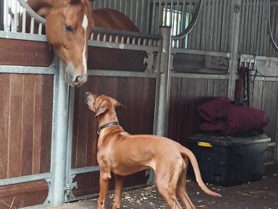 7 month old Rhodesian Ridgeback puppies in Wexford €1000