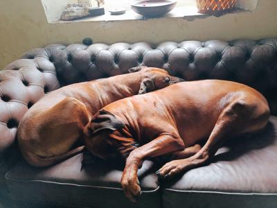 7 month old Rhodesian Ridgeback puppies in Wexford €1000