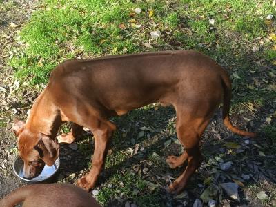 7 month old Rhodesian Ridgeback puppies in Wexford €1000