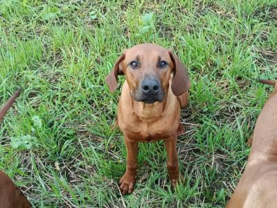 7 month old Rhodesian Ridgeback puppies in Wexford €1000