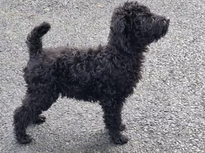 Purebred Irish Kerry Blue puppies in Clare  -Award Winning-Clare/Limerick