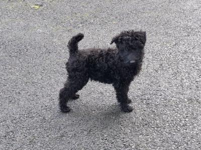 Purebred Irish Kerry Blue puppies in Clare  -Award Winning-Clare/Limerick