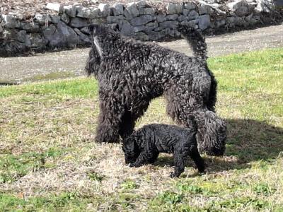 Purebred Irish Kerry Blue puppies in Clare  -Award Winning-Clare/Limerick