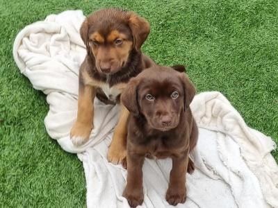Two beautiful Ladrador puppies in Cork