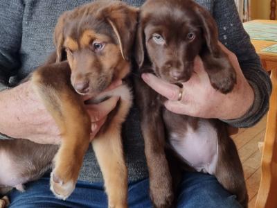 Two beautiful Ladrador puppies in Cork