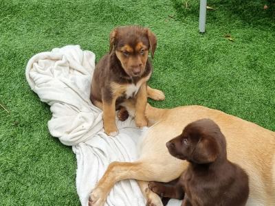Two beautiful Ladrador puppies in Cork
