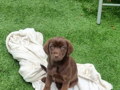 Two beautiful Ladrador puppies in Cork