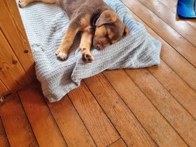 Two beautiful Ladrador puppies in Cork