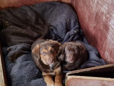 Two beautiful Ladrador puppies in Cork