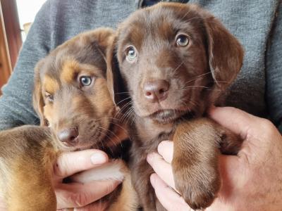 Two beautiful Ladrador puppies in Cork