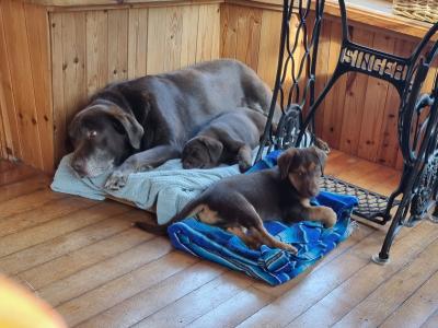 Two beautiful Ladrador puppies in Cork