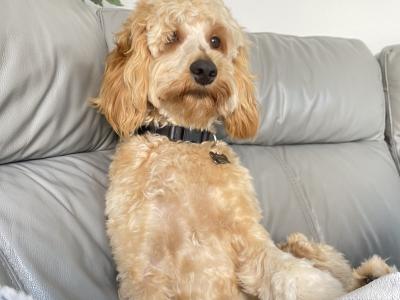 Harry is a male Miniature Cockapoo puppy 10 months old in Galway