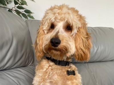 Harry is a male Miniature Cockapoo puppy 10 months old in Galway