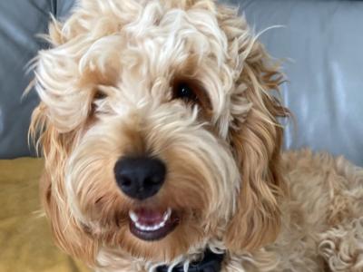 Harry is a male Miniature Cockapoo puppy 10 months old in Galway