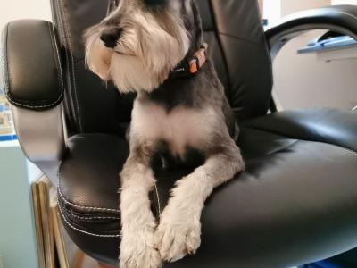 IKC Registered Miniature Schnauzer in Greystones