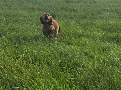 Irish Red Setter puppies