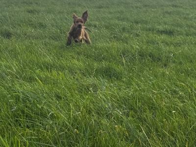 Irish Red Setter puppies