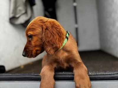 Irish Red Setter puppies