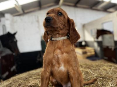 Irish Red Setter puppies