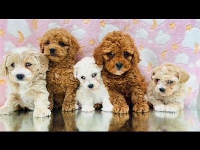 Veterinary health checked Cavapoo puppies in Cavan