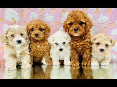 Veterinary health checked Cavapoo puppies in Cavan