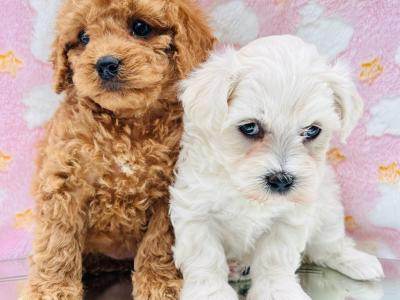 Veterinary health checked Cavapoo puppies in Cavan