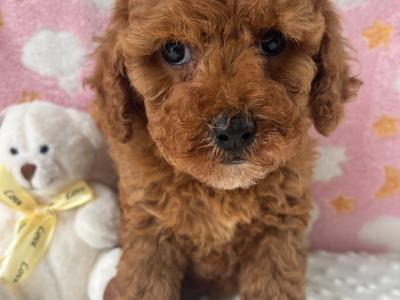 Veterinary health checked Cavapoo puppies in Cavan
