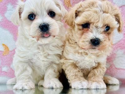 Veterinary health checked Cavapoo puppies in Cavan