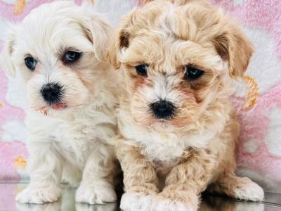 Veterinary health checked Cavapoo puppies in Cavan