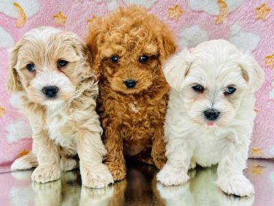 Veterinary health checked Cavapoo puppies in Cavan