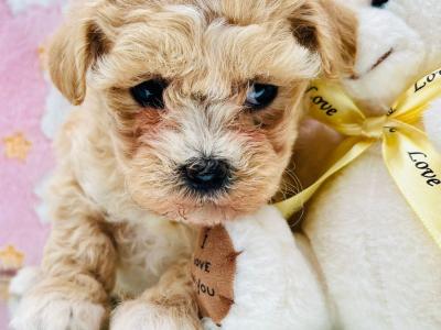 Veterinary health checked Cavapoo puppies in Cavan