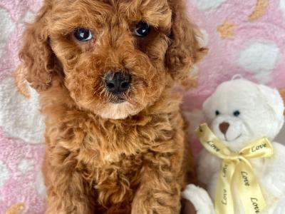 Veterinary health checked Cavapoo puppies in Cavan